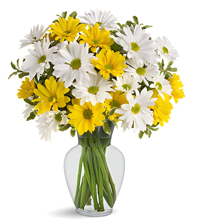 Sunny Daisy Delight