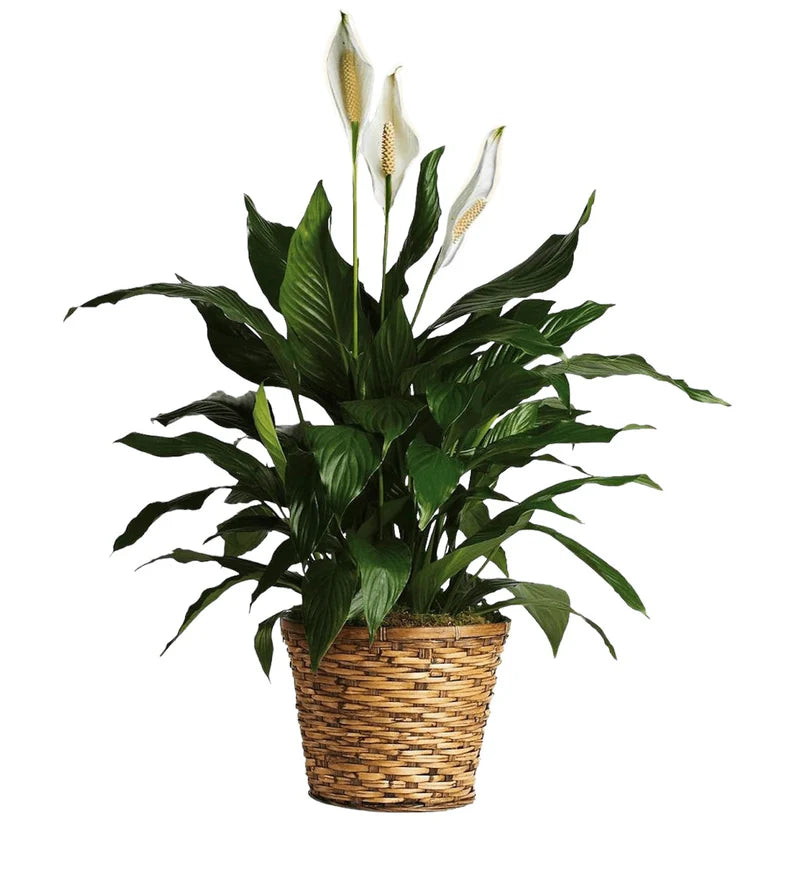 Peaceful Elegance Peace Lily Plant